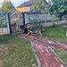 Pui de ciobanesc german