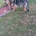 Pui de ciobanesc german